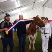 Ribbon ceremony awarding best cow